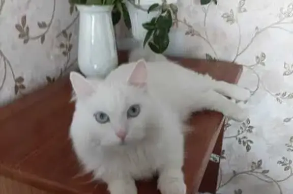 Пропала кошка, Кировская область
