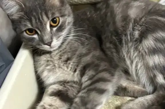 Кошка найдена: Новосибирская 35, Крск