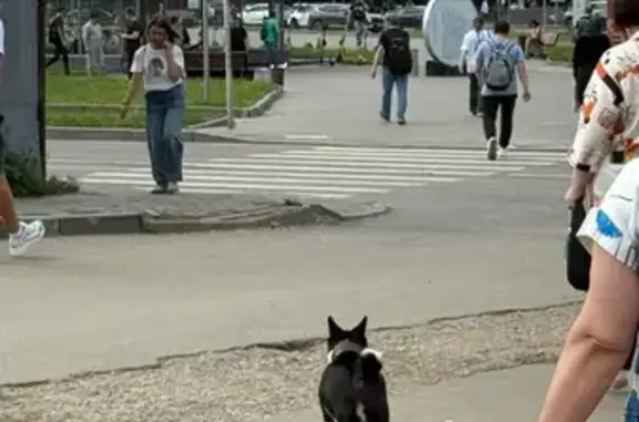 Найдена собака, Москва, фото: Собака найдена у Ивантеевской 25к2