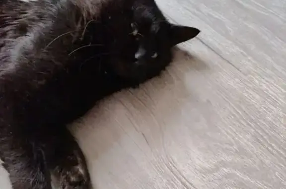 Кошки потеряшки, Котласский муниципальный округ, фото: Потеряшка кошка, Писаревка 26