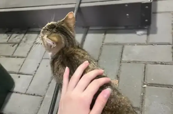 Найденные животные Петрозаводск, фото: Найдена кошка, Университетская 27, Петрозаводск