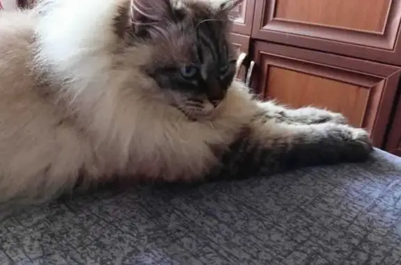 Пропала кошка, Привокзальная ул., Репино