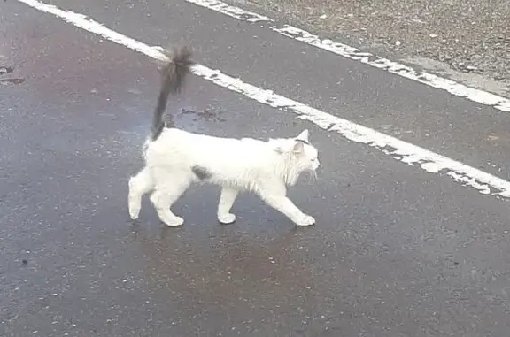 Кошка найдена в Александрии-Шереметьево