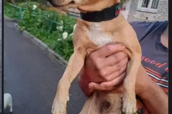 Найдена собака, Орехово-Зуево, фото: Рыжий кобель найден на Барышникова, 20