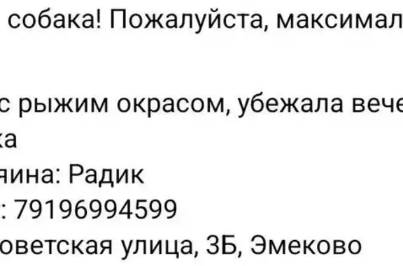 Пропала собака на Советской 3Б, Эмеково