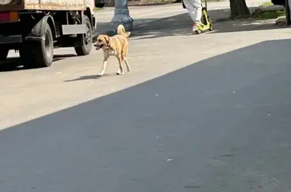 Собака найдена у Бескудниковский бул. 34 к1 с3