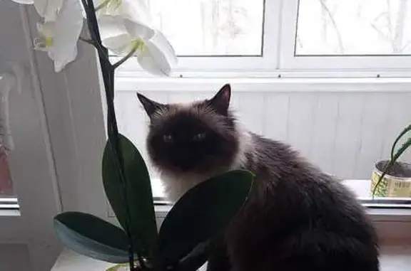 Кошки потеряшки, Увинский район, фото: Потеряшка кошка в СНТ Ошмес, Удмуртия