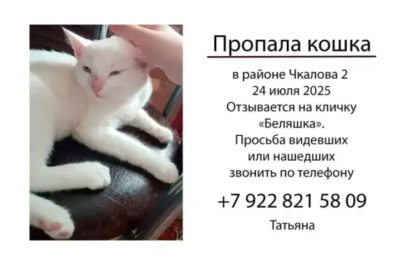 Пропала белая кошка, Чкалова 2, Оренбург