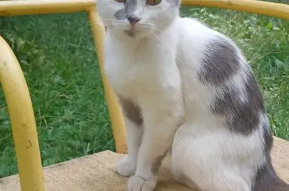 Найдена кошка, Орёл, фото: Найдена кошка, ул. Горького, 71, Орёл