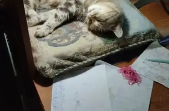 Кошка найдена на Адоратского 28, Казань