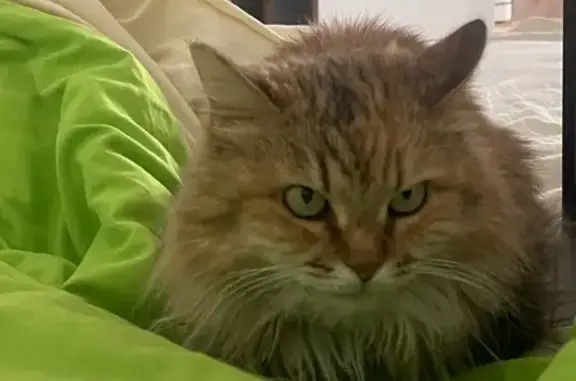 Кошки потеряшки, Королёв, фото: Потеряшка кошка, пр. Космонавтов 41к1