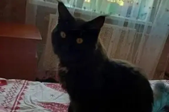 Кошки потеряшки, Медвежьегорск, фото: Потеряшка кошка на ул. М.Горького, 8, Медвежьегорск