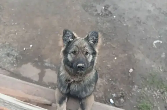 Пропала собака, ул. Славы 8А, Карталы