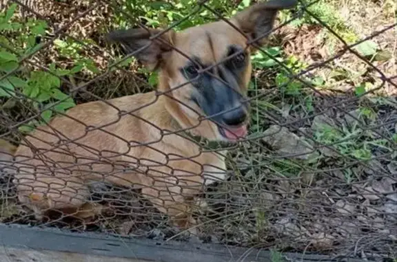 Найдена собака, Большелугское, фото: Собака найдена на Садовой, сейчас на Рябикова