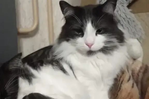 Пропала кошка, Школьный пер., 8, Колтуши
