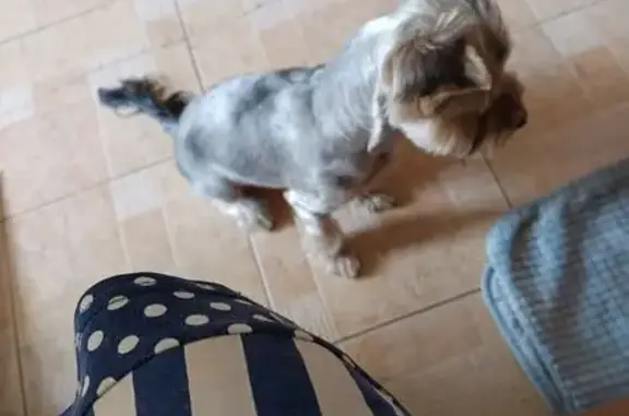 Найдена собака, ул. Поленова 15, Иркутск