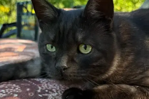 Кошка найдена, Пенза, ул. 60