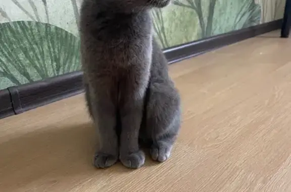 Найдена кошка, , фото: Серая кошка найдена на Дианова, 2/2