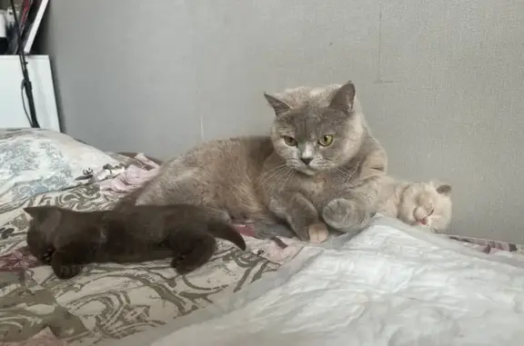 Пропала кошка в Старом, Вологодская обл.