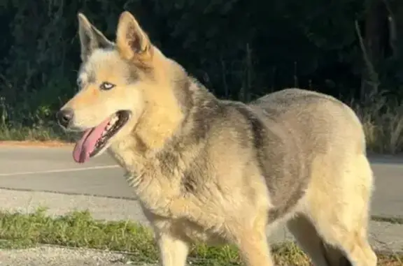 Собака найдена, Целинная ул., Новониколаевка