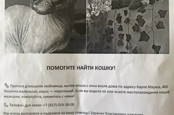 Кошки потеряшки, Самара, фото: Потеряшка кошка, Карла Маркса 400, Самара