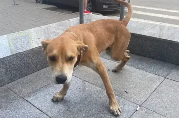 Рыжая собака найдена на пр. Ленина, НН