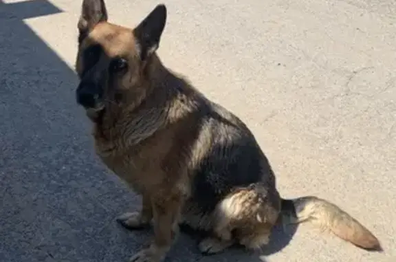 Найдена овчарка, ул. Безымянная 4, Волгоград