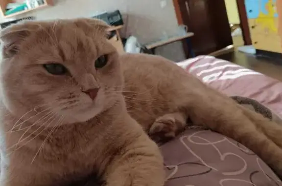 Пропала кошка, Тула, 4-й Чистый пр-д, 16