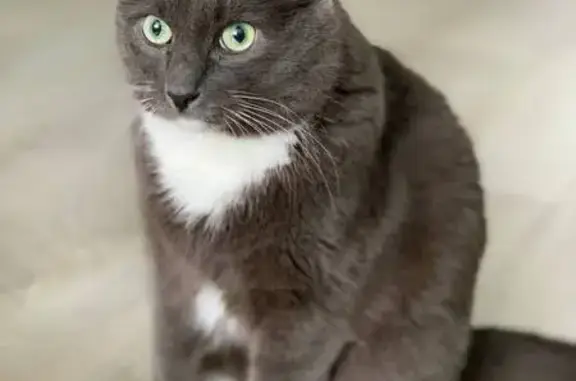 Кошки потеряшки, Сыктывкар, фото: Потеряшка кот, ул. Морозова, Сыктывкар