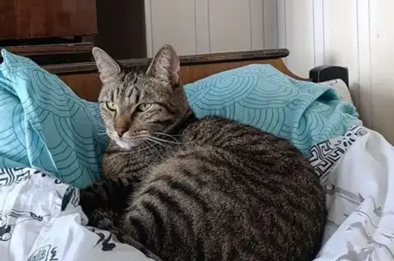 Кошки потеряшки, Белозерск, фото: Потеряшка кошка, ул. Васинова, Белозерск