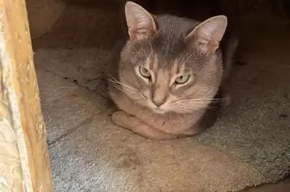 Пропала кошка, СТ 