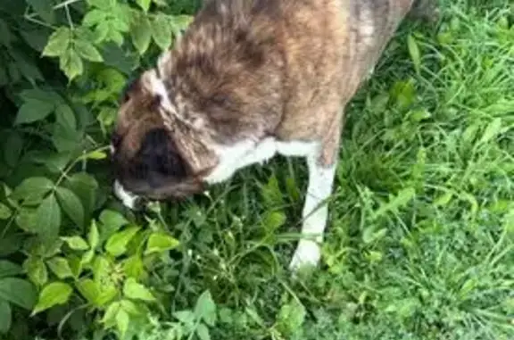 Найдена собака, Киреевск, фото: Собака найдена, ул. Л. Толстого 17, Киреевск