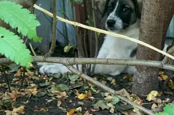 Найдена собака, , фото: Щенок найден: Советская ул., Новая Малыкла