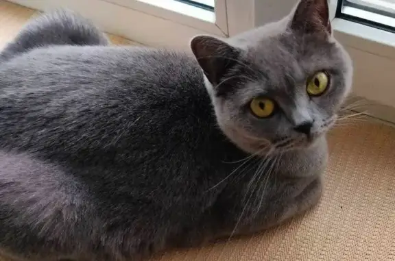 Кошки потеряшки, Симферополь, фото: Потеряшка кошка, Самокиша 4, Симферополь