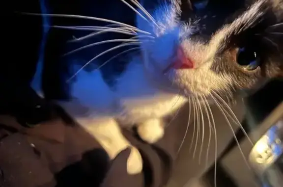 Найдена кошка, Большие Харлуши, фото: Кошка найдена: 75К-211, Большие Харлуши