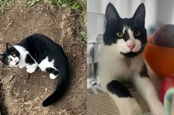 Кошки потеряшки, Григорово, фото: Потеряшка кот Бимо, Григорово, МО