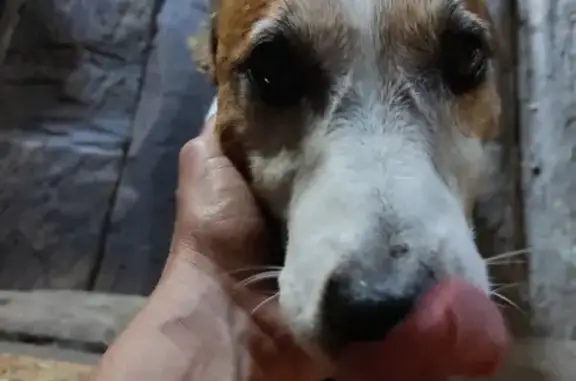 Найдена собака Джек Рассел, Вологодская обл.