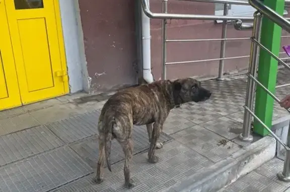 Найдена собака, Энгельс, фото: Собака найдена у Чижика, Энгельса 95Б