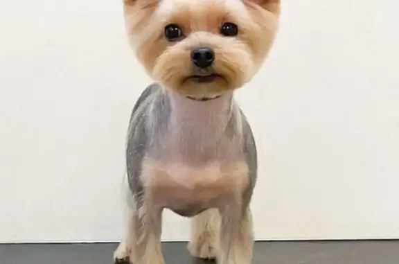 Пропала собака, ул. Островского, 55/13