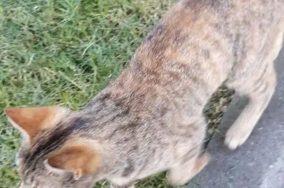 Кошка найдена: пр. Химиков, 14, Кемерово