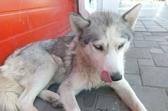 Объявления о пропавших и найденных животных, Армавир, фото: Хаски найдена у Магнита, Энгельса 57/2