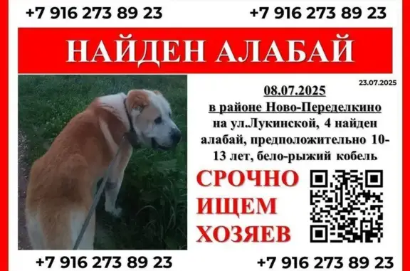 Найдена собака, Лукинская ул., 4, Москва