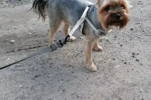 Собаки потеряшки, городской округ Кузнецк, фото: Потеряшка собака, ул. Белинского, 14, Кузнецк