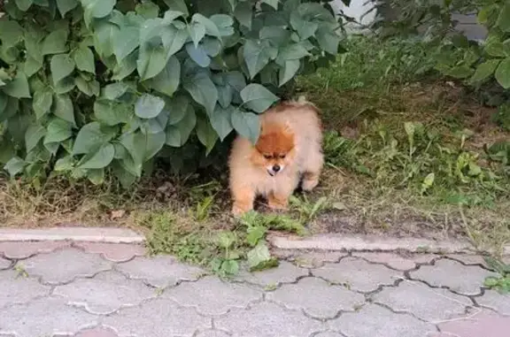 Найдена собака, Колпино, фото: Собака найдена: ул. Ижорского Батальона, 18