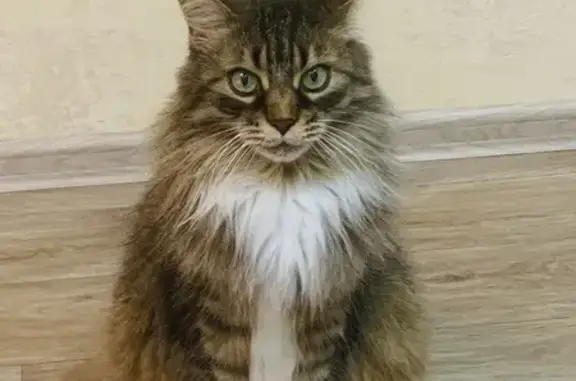 Пропала кошка, ул. Фурманова, 50, Саранск