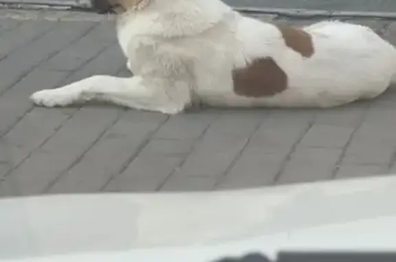 Найдена собака, Красноярск, фото: Найдена собака, ул. Мартынова, 24, Крск