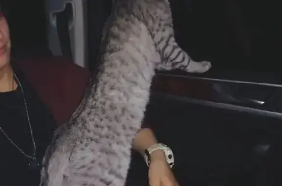 Кошки потеряшки, Луганск, фото: Потеряшка кот Умка, ул. Республиканская