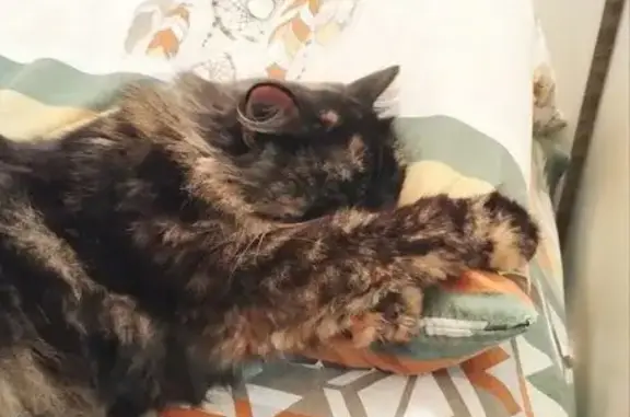 Пропала кошка, ул. Рожкова, 40, Бузулук