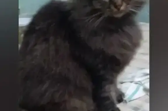 Пропала кошка, Морозовская 15, Волгоград