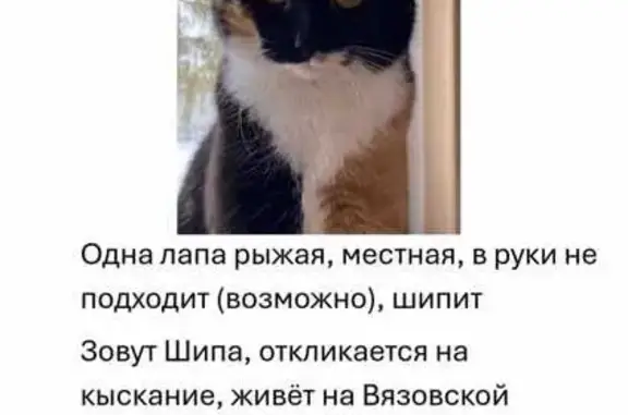 Кошки потеряшки, Вологодская область, фото: Потеряшка кошка в Ирдоматском, Вологда